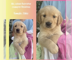 Golden Retriever Puppy for sale in SUGAR LAND, TX, USA