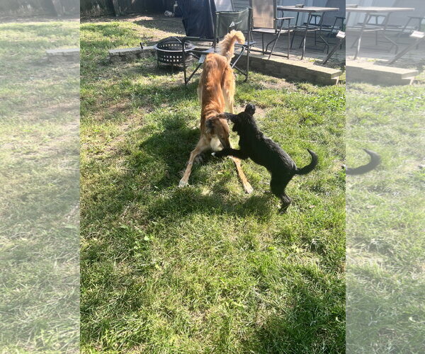 Medium Photo #5 Airedale Terrier-Unknown Mix Puppy For Sale in Wheaton, IL, USA