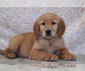 Golden Retriever Puppy for sale in MARIETTA, GA, USA