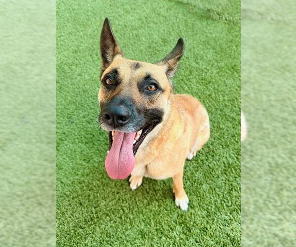 Medium Photo #1 German Shepherd Dog Puppy For Sale in Baytown, TX, USA