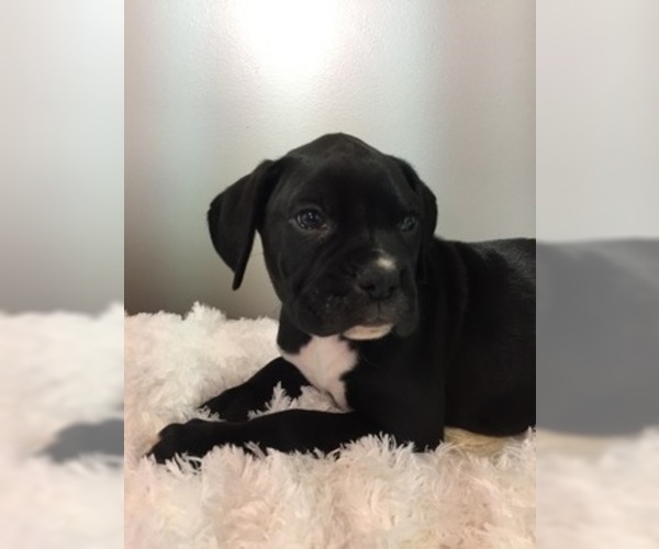 Medium Photo #6 Boxer Puppy For Sale in MILLERSBURG, OH, USA