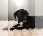 Small Photo #6 Boxer Puppy For Sale in MILLERSBURG, OH, USA