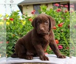 Small Photo #6 Labrador Retriever Puppy For Sale in LEBANON, PA, USA