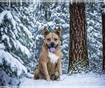 Small Photo #5 American Staffordshire Terrier-Labrador Retriever Mix Puppy For Sale in Unionville, PA, USA