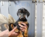 Puppy 4 Doberman Pinscher