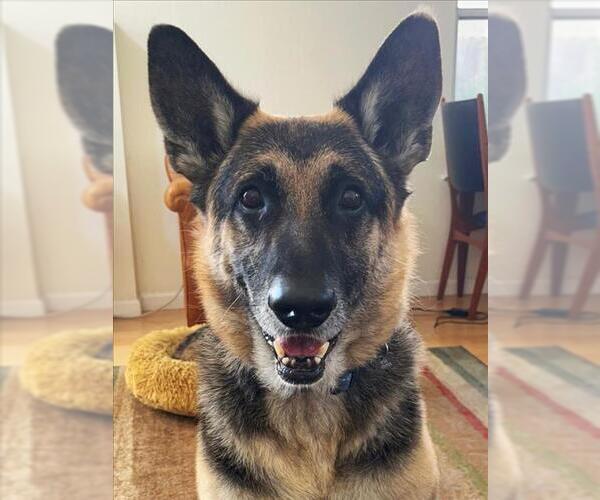 Medium Photo #6 German Shepherd Dog-Unknown Mix Puppy For Sale in Woodland, CA, USA