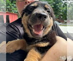 Small #1 Feist Terrier-Retriever  Mix