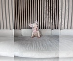 Small #10 French Bulldog
