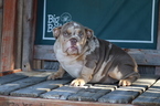 Small Photo #16 English Bulldog Puppy For Sale in LOS ANGELES, CA, USA