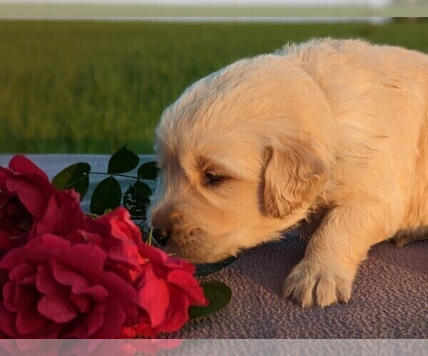 Medium Photo #31 Golden Retriever Puppy For Sale in WOOSTER, OH, USA