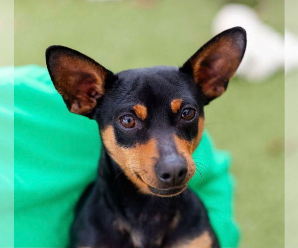 Medium Photo #4 Chihuahua Puppy For Sale in Canton, CT, USA