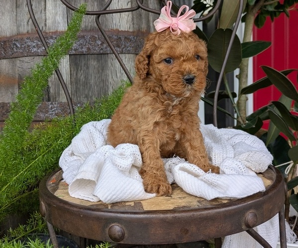 Medium Photo #40 Cavapoo Puppy For Sale in GOSHEN, IN, USA