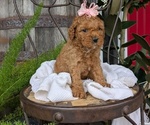 Small Photo #40 Cavapoo Puppy For Sale in GOSHEN, IN, USA