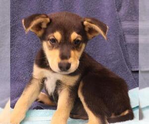 Mutt Dogs for adoption in Thief River Falls, MN, USA