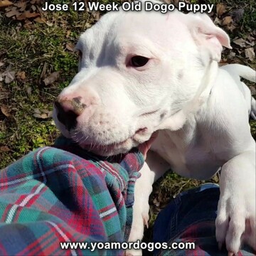 Medium Photo #74 Dogo Argentino Puppy For Sale in PINEVILLE, MO, USA