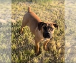 Small Photo #11 Boerboel Puppy For Sale in LITTLE ROCK, AR, USA