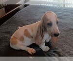 Small Photo #5 Basset Hound Puppy For Sale in TARPON SPGS, FL, USA