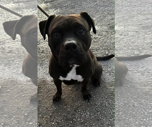Zeus Maximus - Male Mutt Dog for Adoption - Photo #4