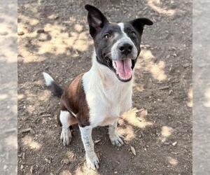 Mutt Dogs for adoption in San Antonio, TX, USA