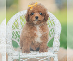 Small #4 Poodle (Toy)