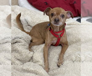 Chihuahua-Unknown Mix Dogs for adoption in Mundelein, IL, USA