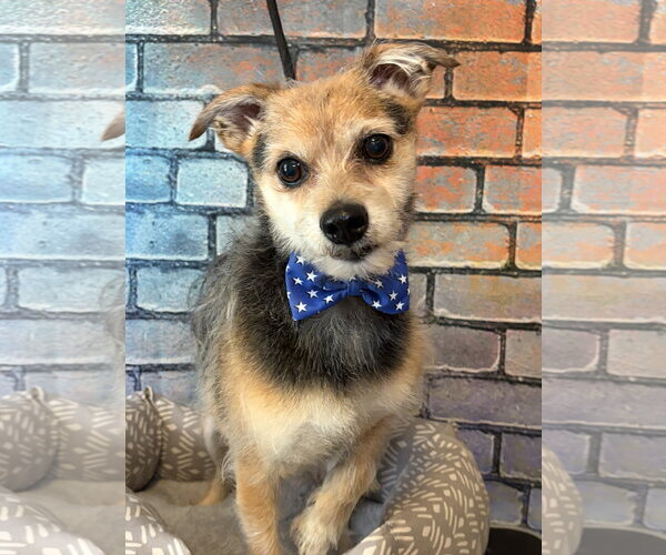 Medium Photo #2 Mutt Puppy For Sale in Hillsboro, MO, USA