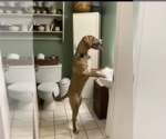 Small #10 Bloodhound