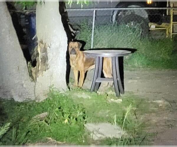 Medium Photo #1 Bullmastiff-Unknown Mix Puppy For Sale in San Antonio, TX, USA