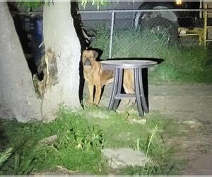 Bullmastiff-Unknown Mix Dogs for adoption in San Antonio, TX, USA