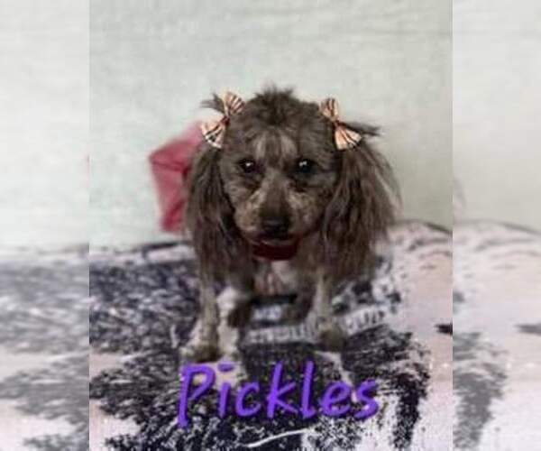 Medium Photo #1 YorkiePoo Puppy For Sale in MIDDLETOWN, IN, USA