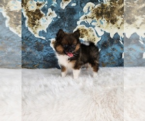 Pomeranian Puppy for sale in INDIANAPOLIS, IN, USA