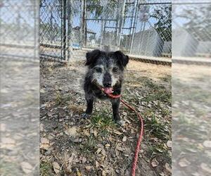 Norfolk Terrier-Unknown Mix Dogs for adoption in Conroe, TX, USA