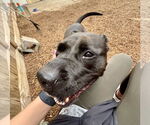 Small #15 American Pit Bull Terrier-Labrador Retriever Mix