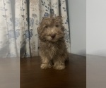 Small #33 Havanese