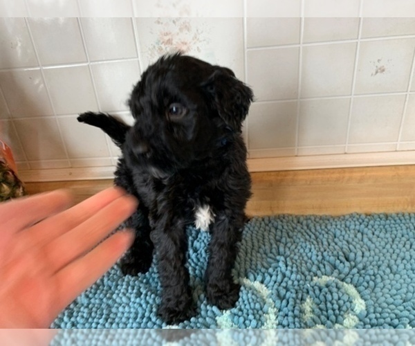 Medium Photo #5 Portuguese Water Dog Puppy For Sale in LAKEVIEW, MI, USA