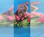 Small Photo #6 Yorkshire Terrier Puppy For Sale in AKRON, OH, USA