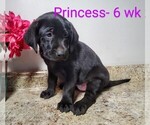 Small #1 Labrador Retriever