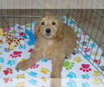 Small Photo #5 Goldendoodle (Miniature) Puppy For Sale in ORO VALLEY, AZ, USA