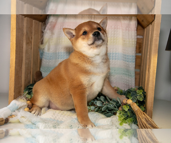 Medium Photo #13 Shiba Inu Puppy For Sale in TOPEKA, IN, USA