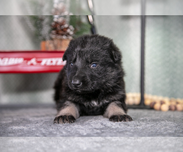 Medium Photo #19 German Shepherd Dog Puppy For Sale in NAPPANEE, IN, USA