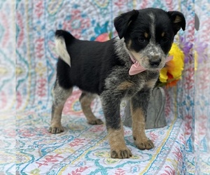 Texas Heeler Puppy for sale in LANCASTER, PA, USA