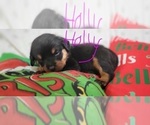 Small #2 Rottweiler