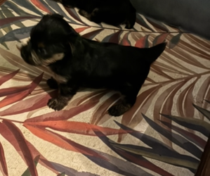 Yorkshire Terrier Puppy for sale in SAN ANTONIO, TX, USA