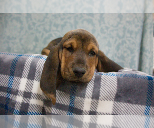 Medium Photo #6 Basset Hound Puppy For Sale in PETERSBURG, IN, USA