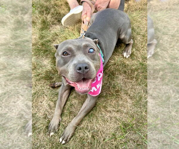 Medium Photo #17 American Staffordshire Terrier Puppy For Sale in Lawrenceville, NJ, USA