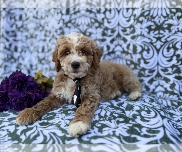 Medium Photo #7 Cock-A-Poo Puppy For Sale in LAKELAND, FL, USA