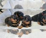 Small Photo #9 Rottweiler Puppy For Sale in SAN BERNARDINO, CA, USA