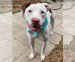 American Pit Bull Terrier-Unknown Mix Dogs for adoption in Redlands, CA, USA