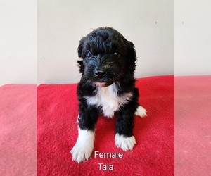 Aussiedoodle Miniature Puppy for sale in HUNTSVILLE, AL, USA