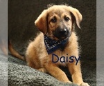 Puppy Daisy Shepadoodle